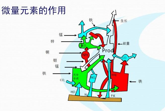 全自動小蝌蚪网站视频廠家分析體內微量元素的互相作用